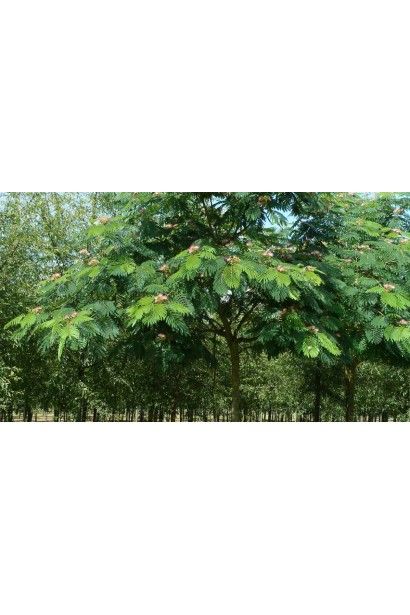 Акація ленкоранська купити